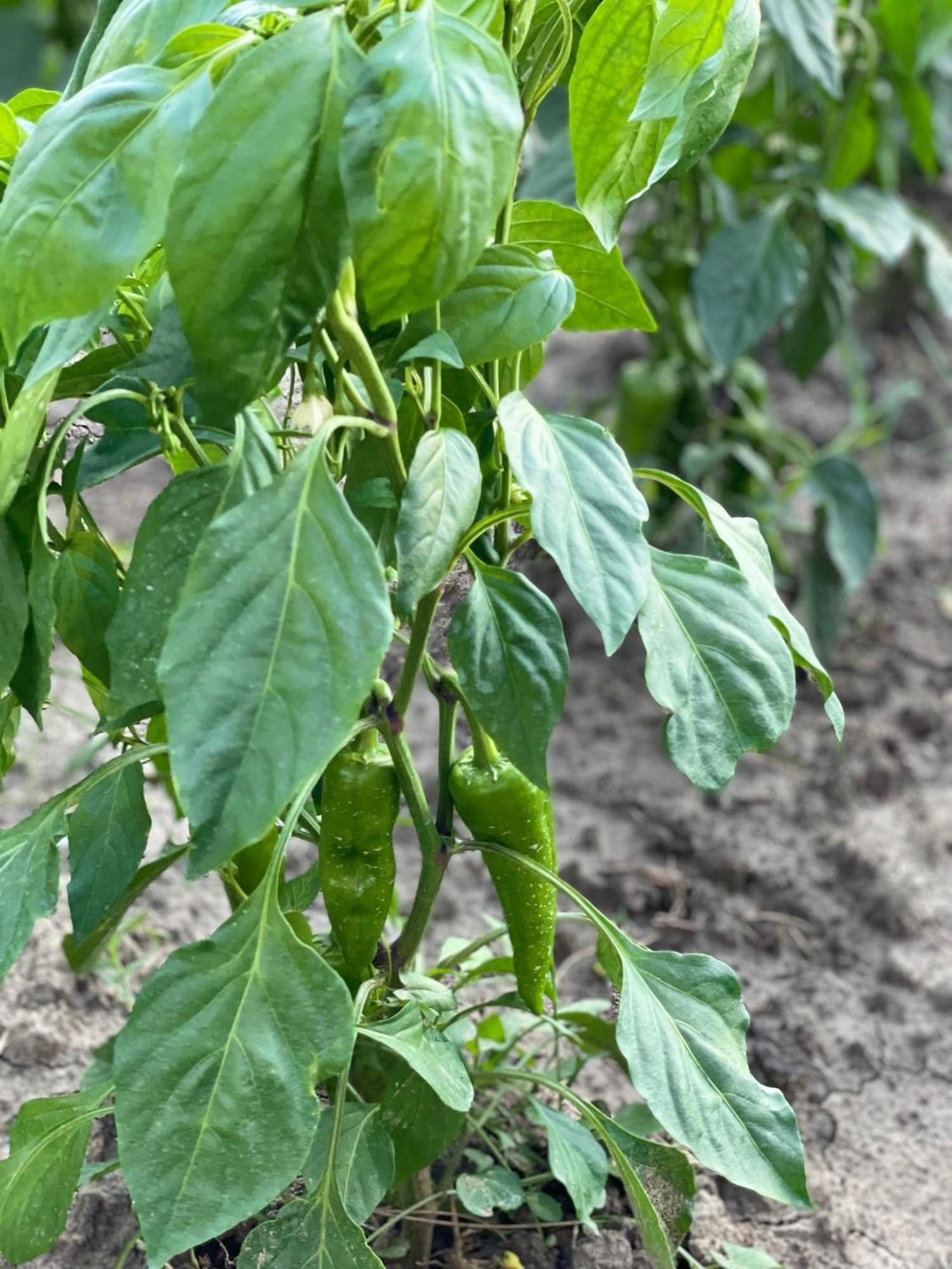 Отель Agroturizem Eldi Фиери Экстерьер фото